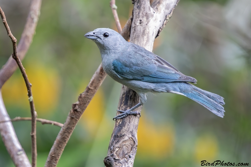 Sayaca Tanager