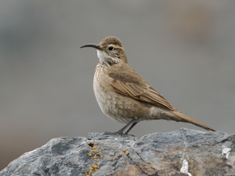 Scale-throated Earthcreeper