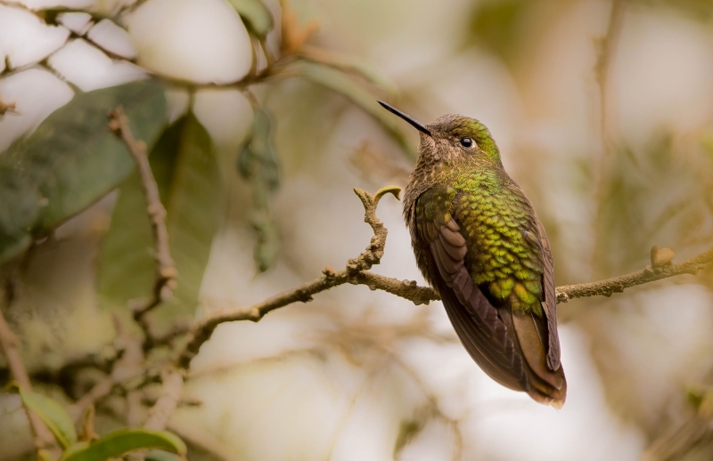 Scaled Metaltail