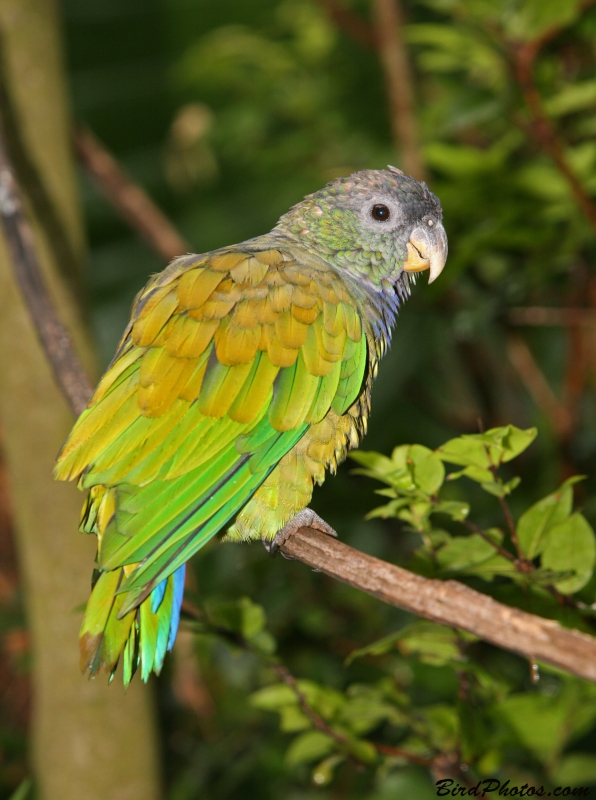 Scaly-headed Parrot