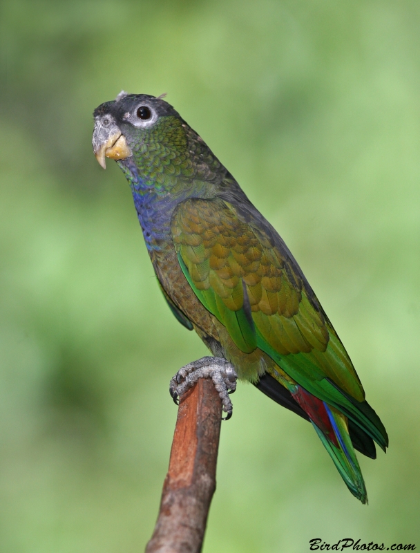 Scaly-headed Parrot