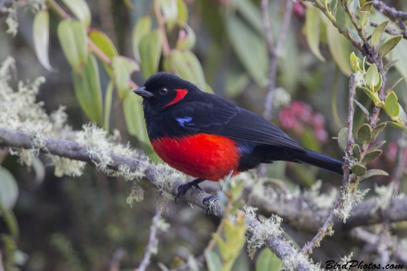 Scarlet-bellied Mountain Tanager