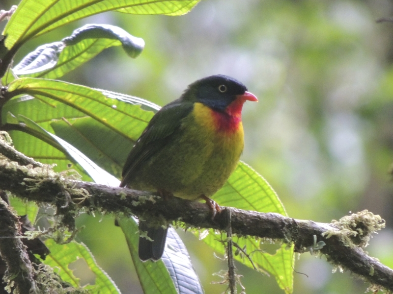 Scarlet-breasted Fruiteater