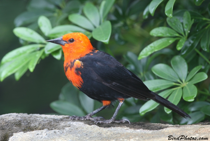 Scarlet-headed Blackbird