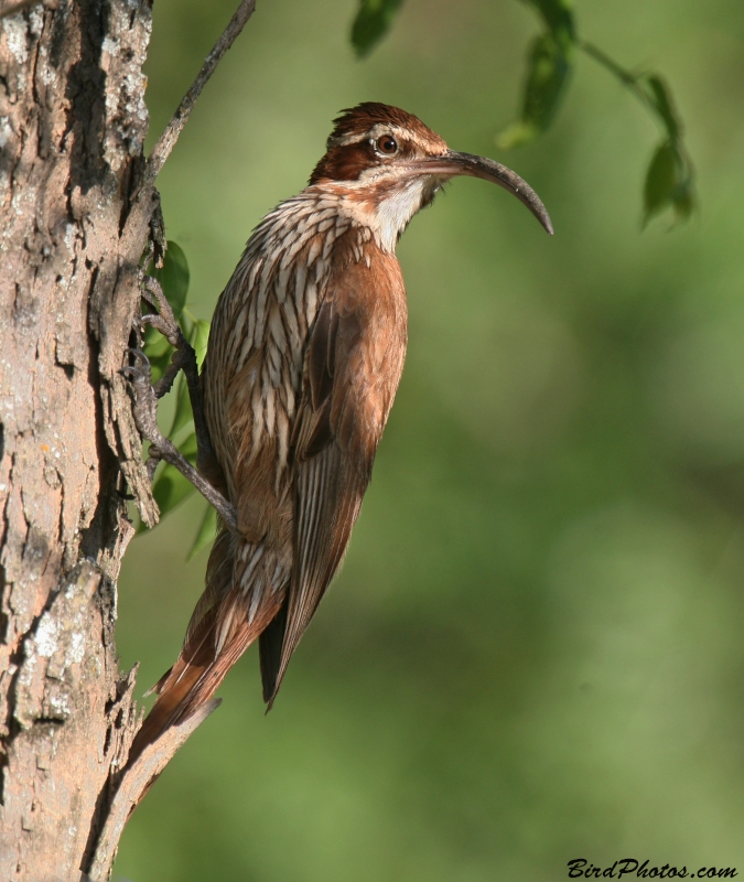 Scimitar-billed Woodcreeper