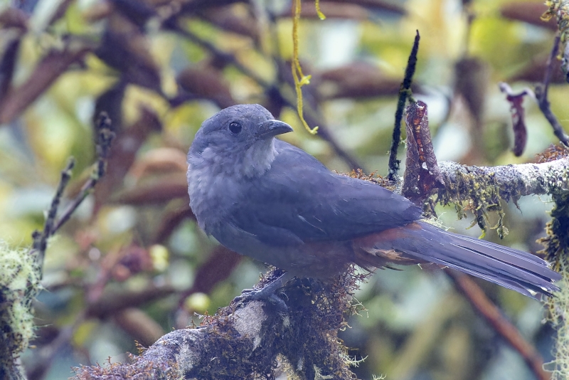 Scimitar-winged Piha