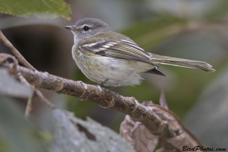 Sclater's Tyrannulet