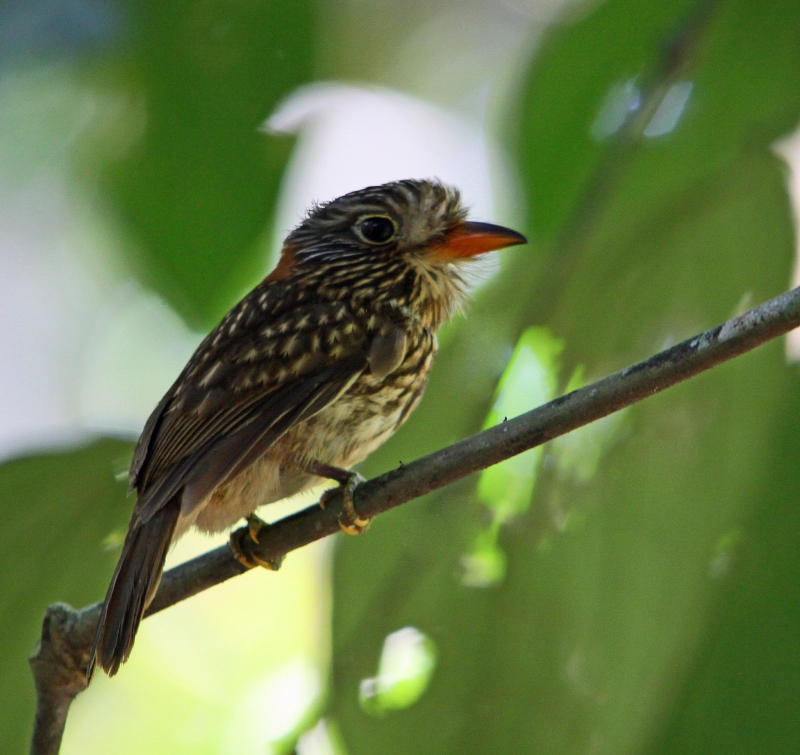 Semicollared Puffbird