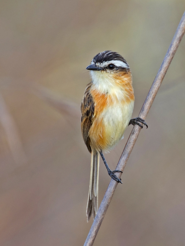 Sharp-tailed Grass Tyrant