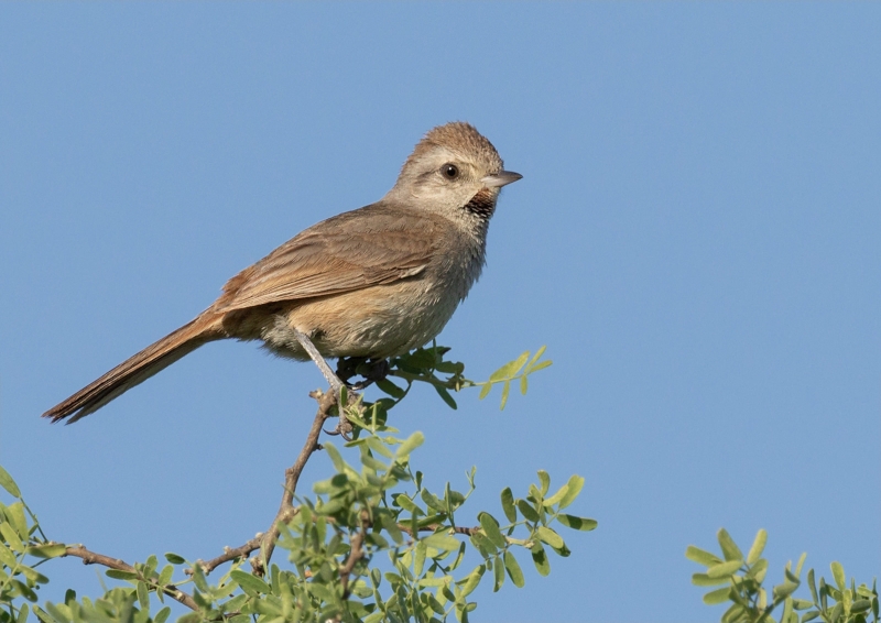 Short-billed Canastero