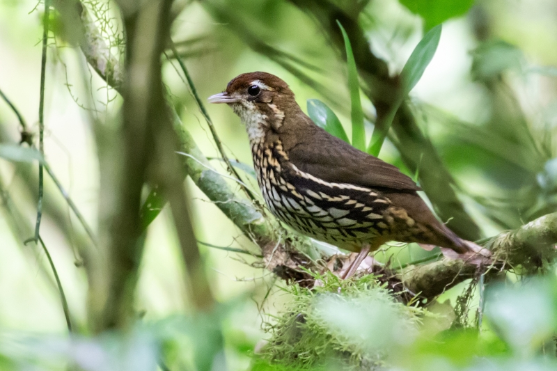 Short-tailed Antthrush