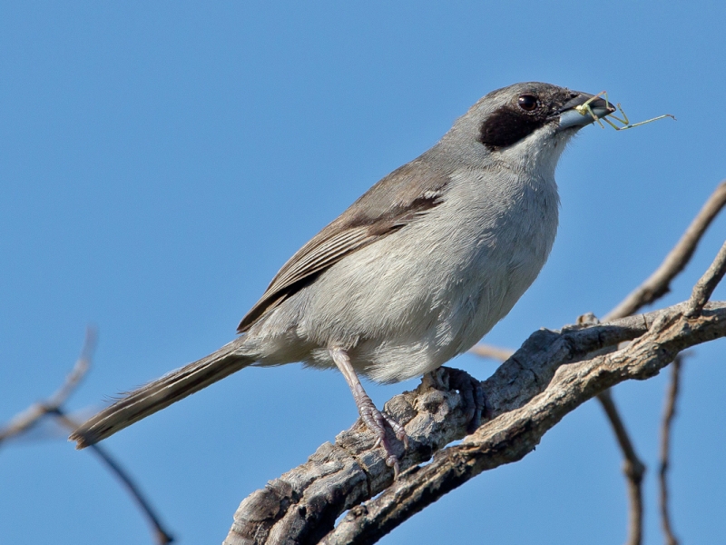 Shrike-like Tanager