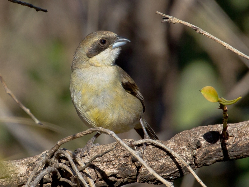 Shrike-like Tanager