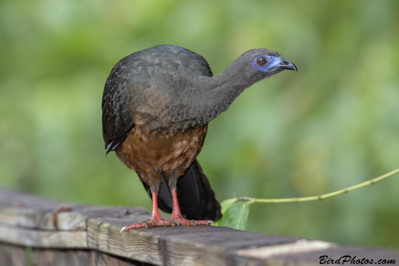 Sickle-winged Guan