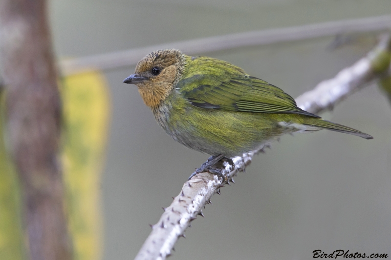 Silver-backed Tanager