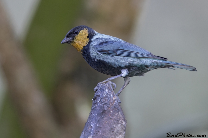 Silver-backed Tanager