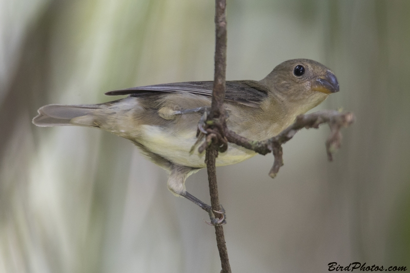 Slate-colored Seedeater