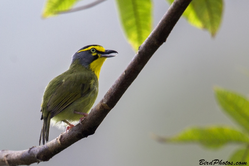 Slaty-capped Shrike-Vireo