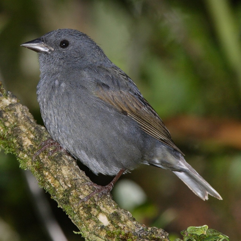 Slaty Finch