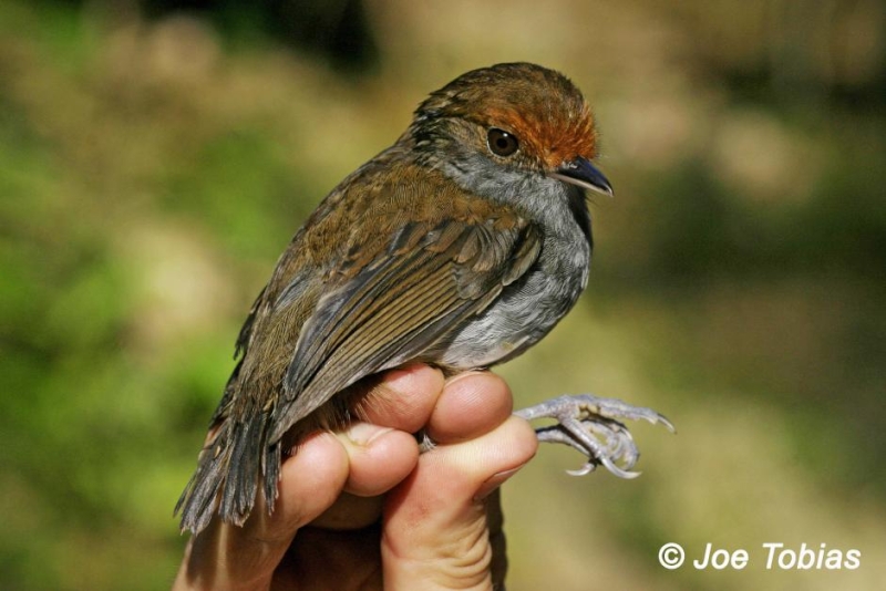 Slaty Gnateater