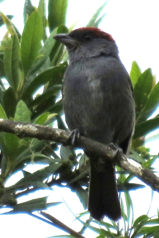 Slaty Tanager