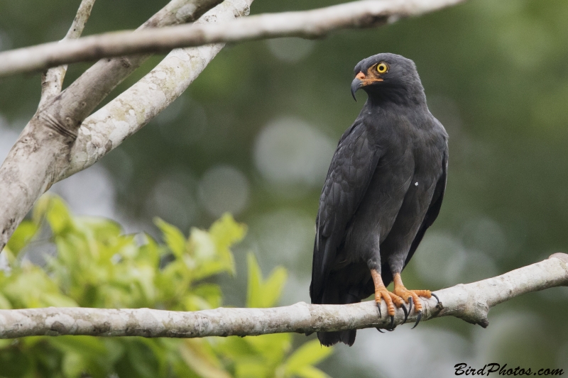 Slender-billed Kite