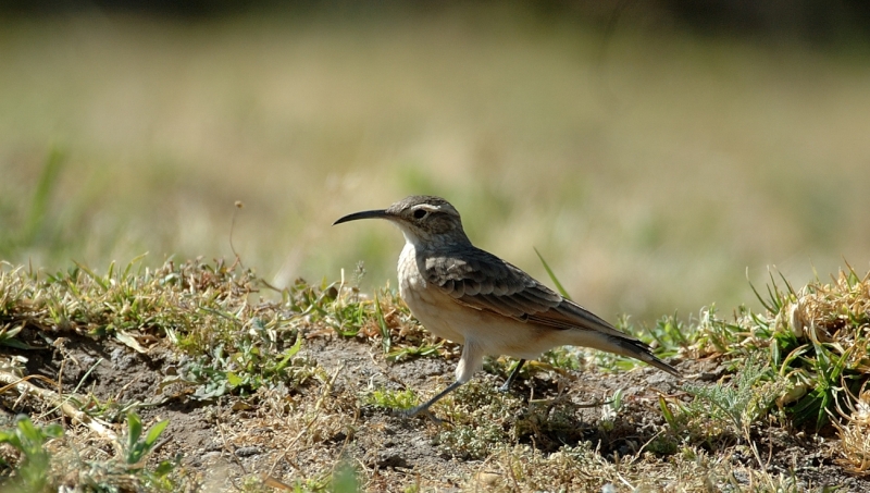 Slender-billed Miner