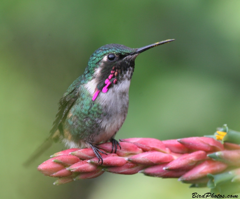 Slender-tailed Woodstar