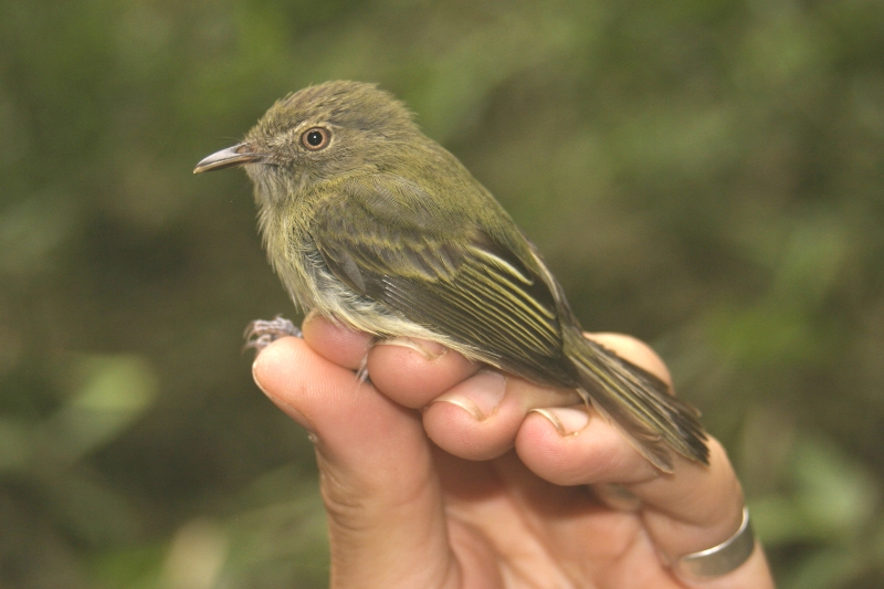 Snethlage's Tody-Tyrant