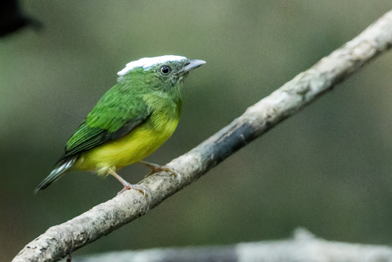 Snow-capped Manakin