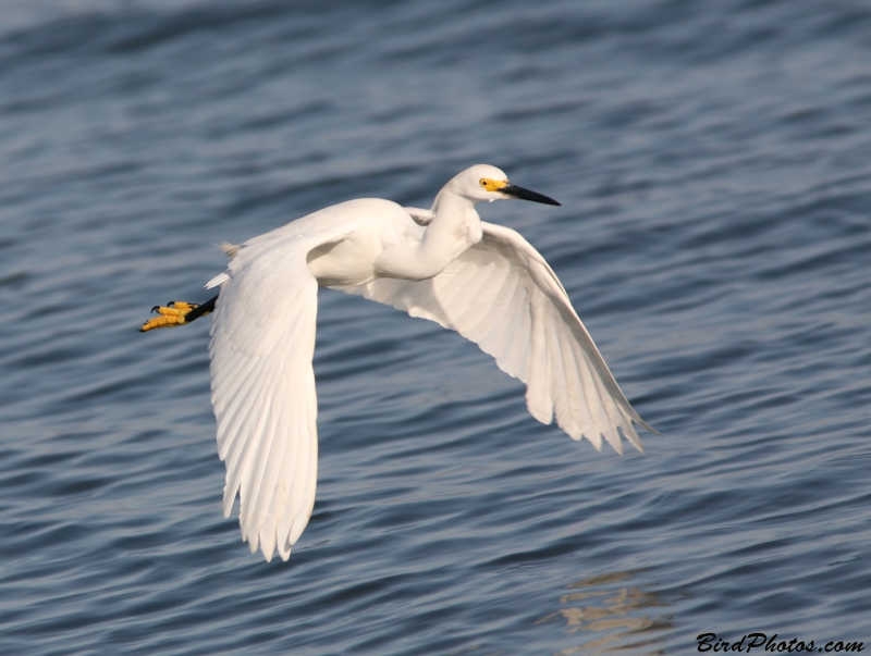 Snowy Egret