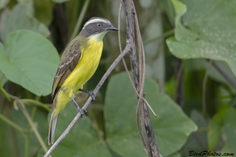 Social Flycatcher