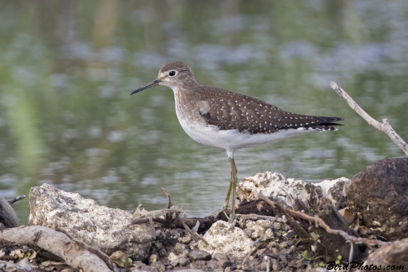 Solitary Sandpiper