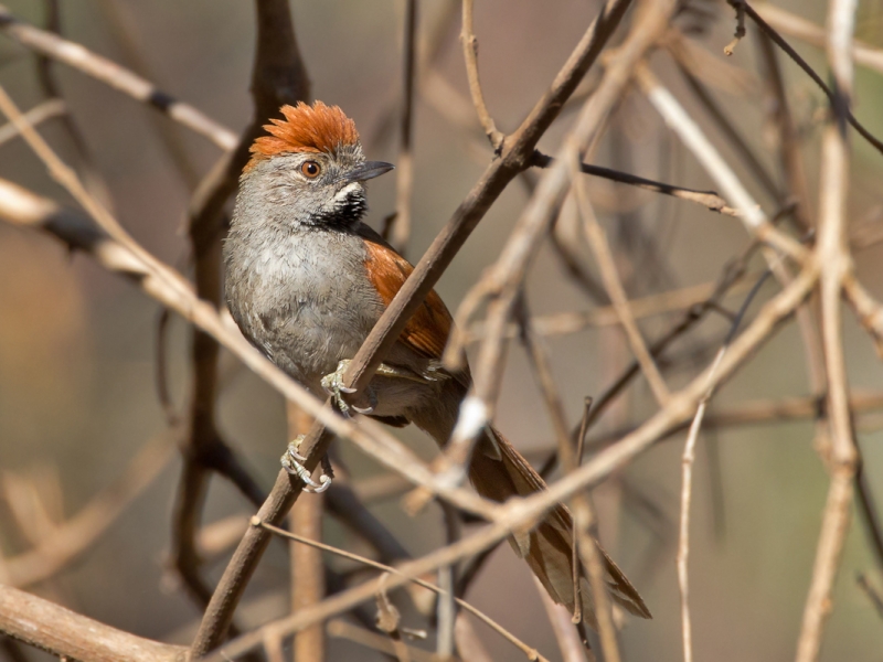 Sooty-fronted Spinetail