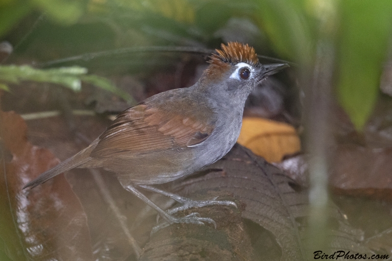 Sooty Antbird