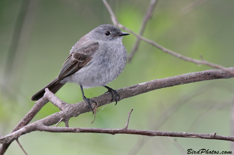 Sooty Tyrannulet