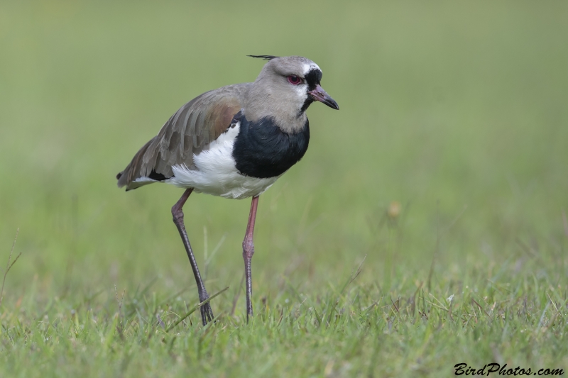 Southern Lapwing