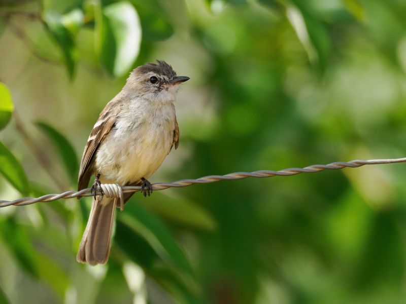 Southern Mouse-colored Tyrannulet