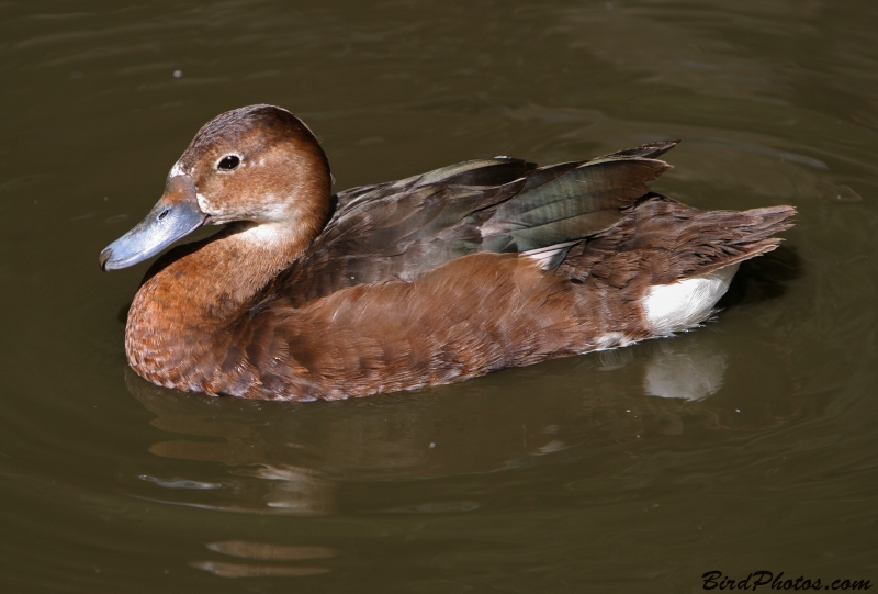 Southern Pochard