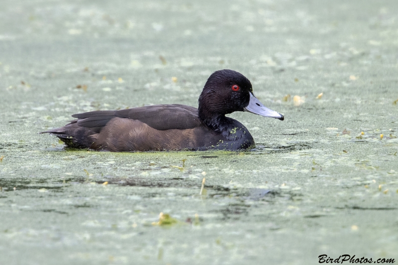 Southern Pochard