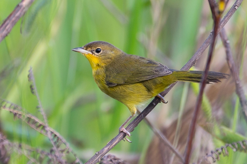 Southern Yellowthroat