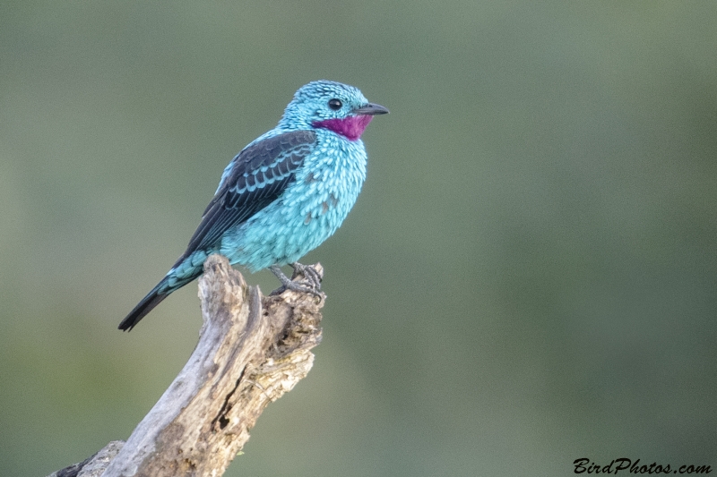 Spangled Cotinga