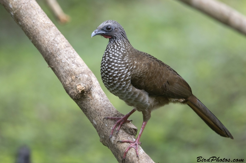 Speckled Chachalaca