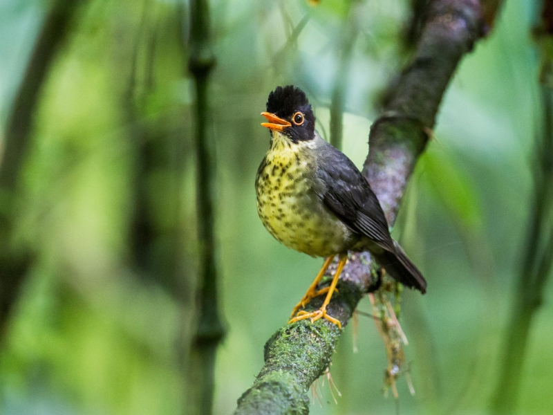 Speckled Nightingale-Thrush