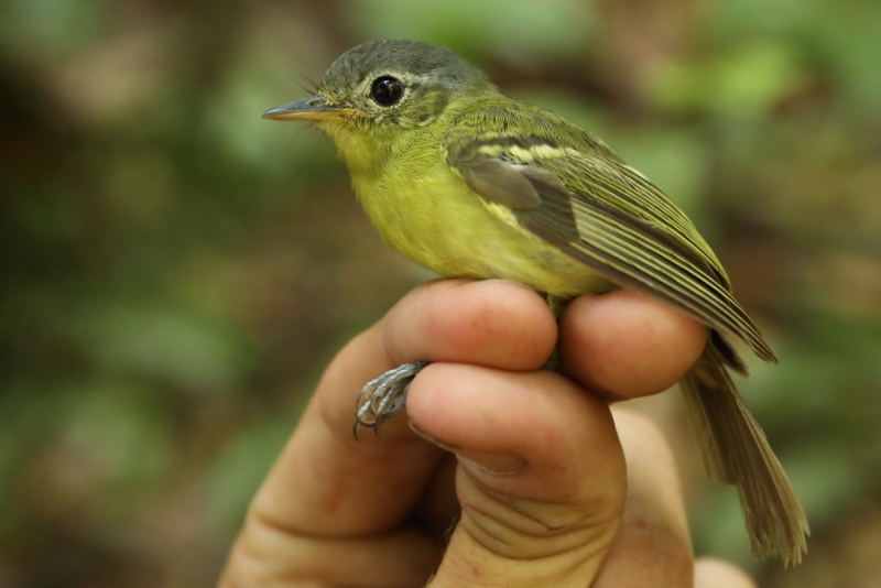 Spectacled Bristle Tyrant