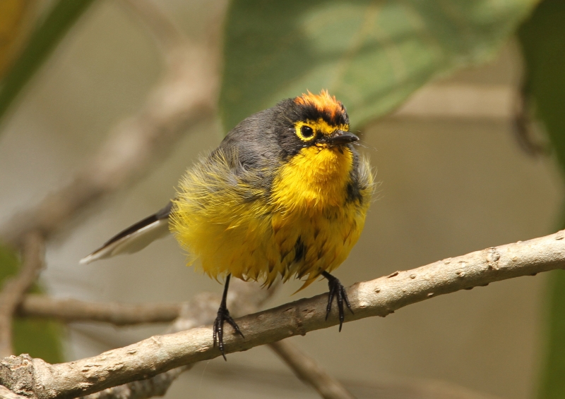 Spectacled Whitestart