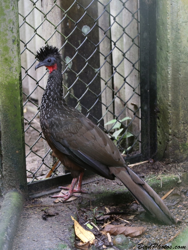 Spix's Guan