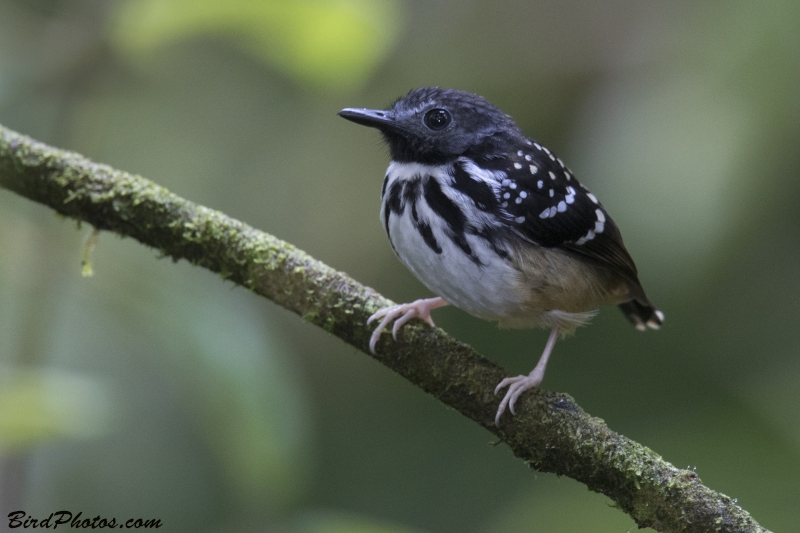 Spot-backed Antbird