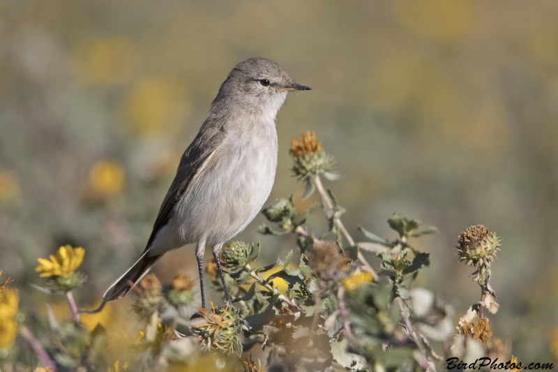 Spot-billed Ground Tyrant