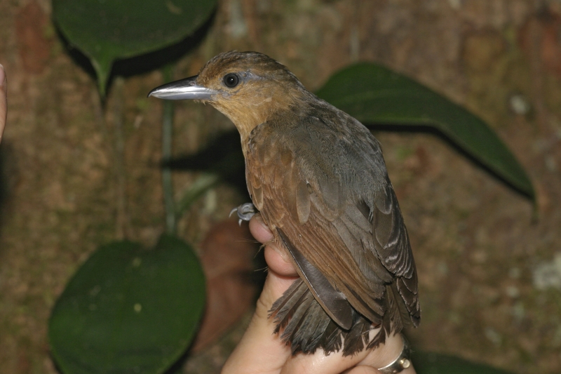 Spot-winged Antshrike